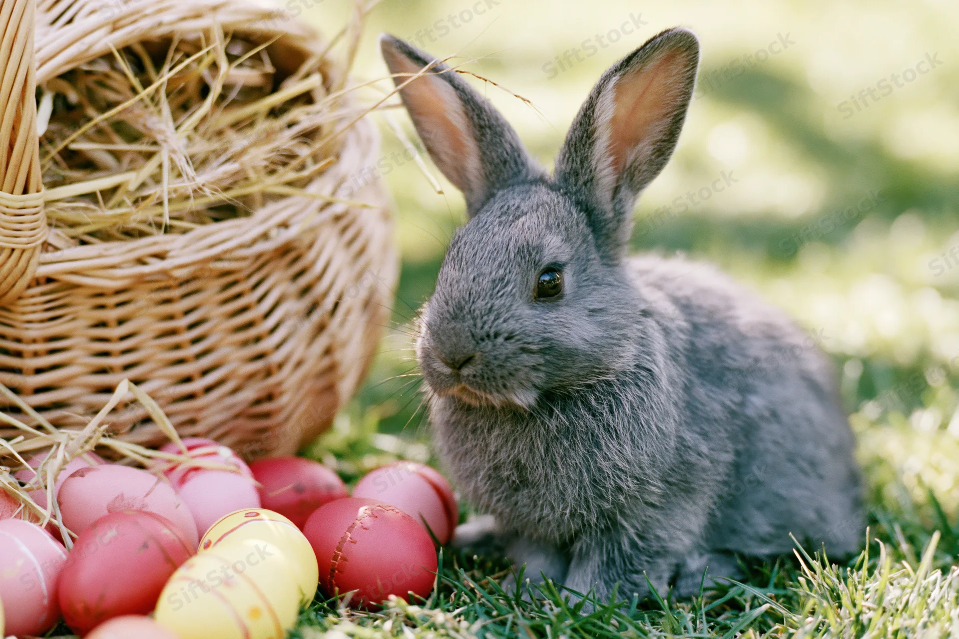 Small grey rabbit sitting beside a tipped-over wicker basket filled with hay and decorated easter eggs on grass