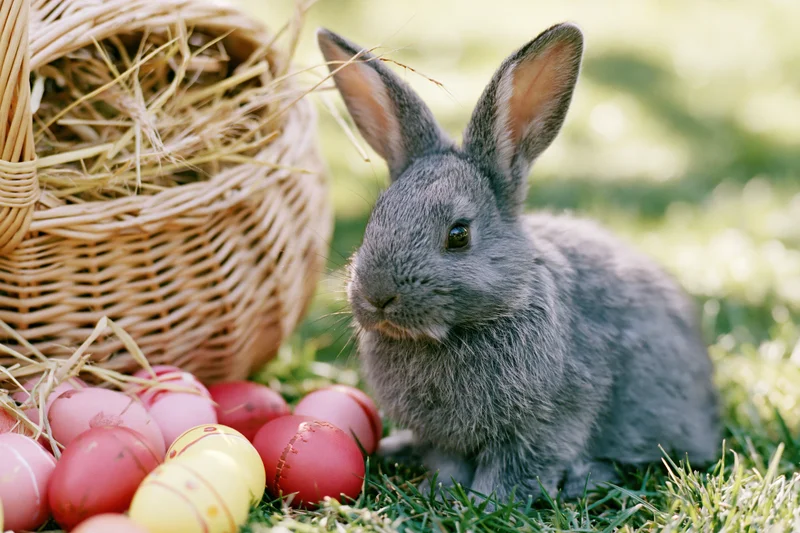 Small grey rabbit sitting beside a tipped-over wicker basket filled with hay and decorated easter eggs on grass