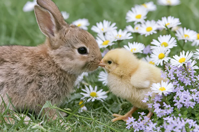 Baby rabbit and yellow chick touching noses in a grassy garden with daisies and lavender
