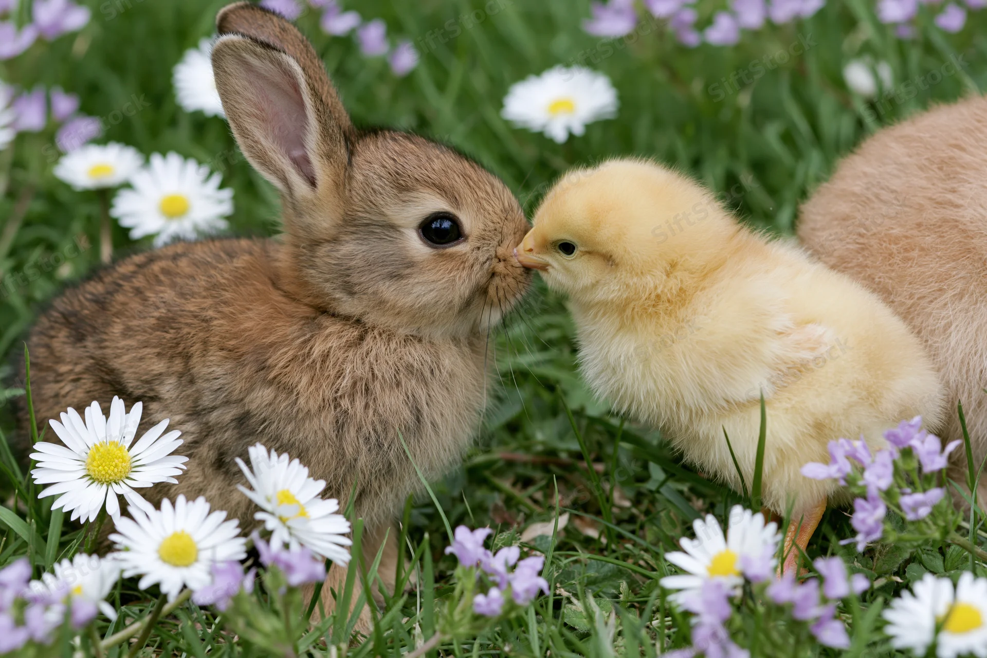 Baby rabbit and fluffy yellow chick touching noses in a grassy garden with white daisies and purple flowers