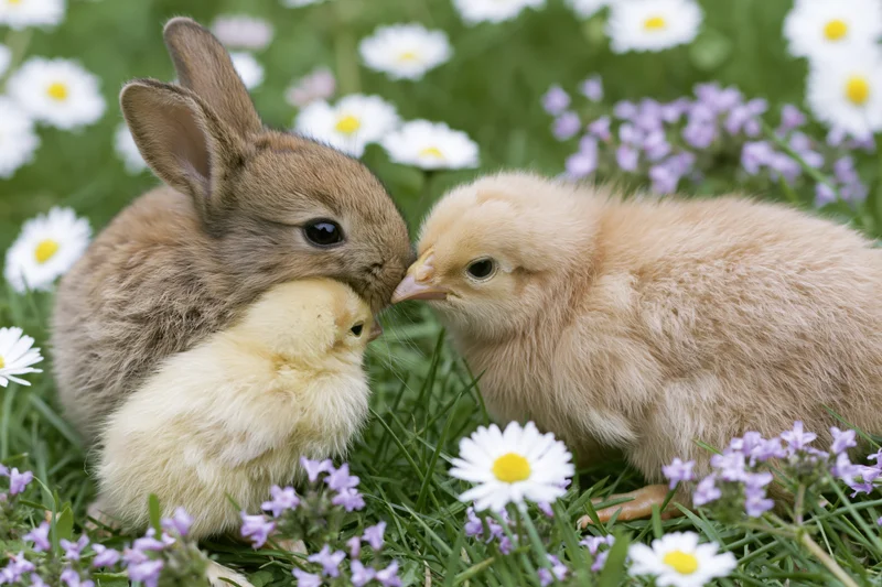 Baby rabbit and two chicks touching noses in a grassy field with daisies and purple flowers