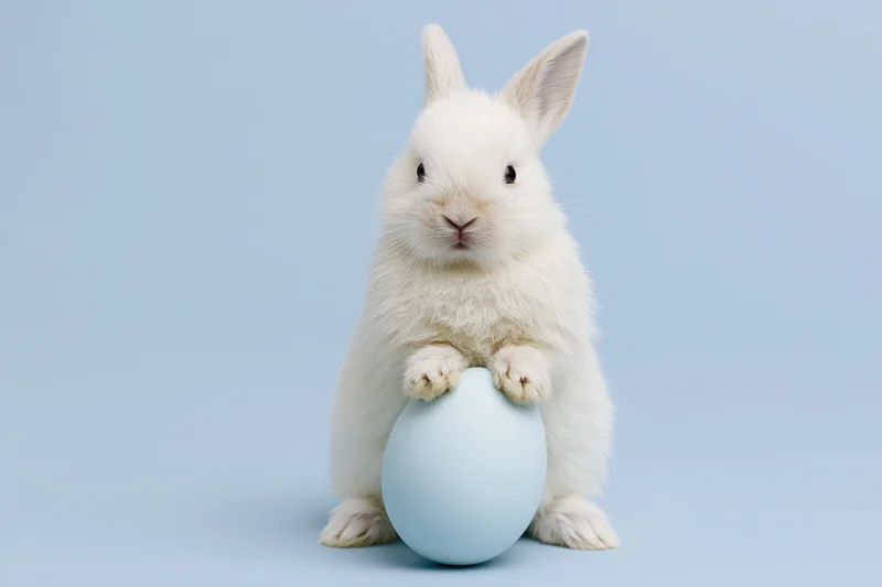 Small white fluffy baby rabbit sitting upright holding a blue egg against a plain light blue background