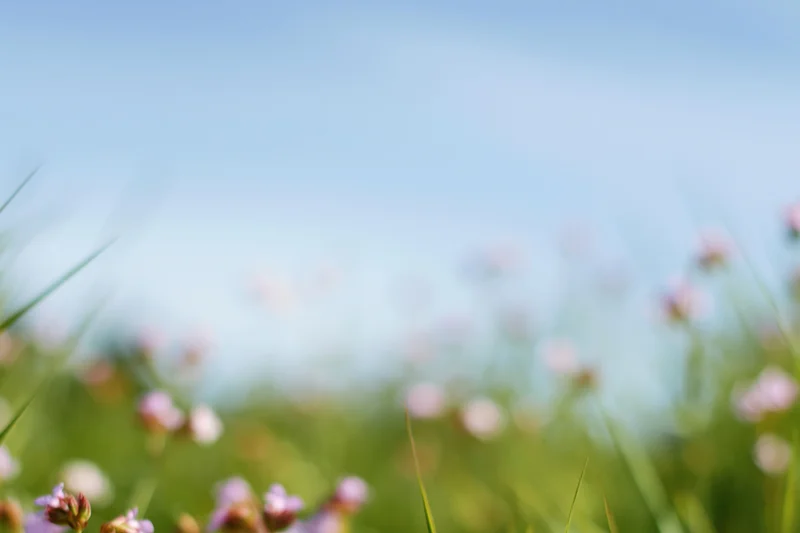 Soft blurred meadow with green grass and pink flowers under blue sky
