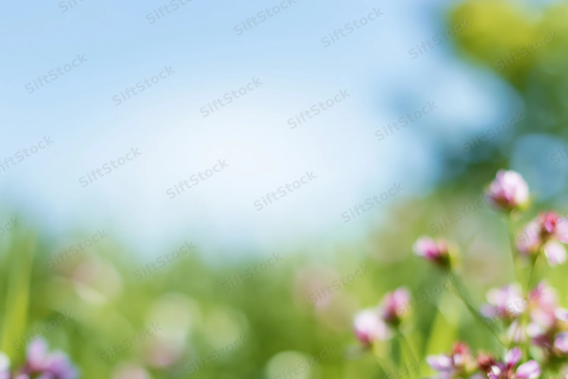 Soft blurred meadow with pink flowers and green foliage under blue sky, copyspace for text or design
