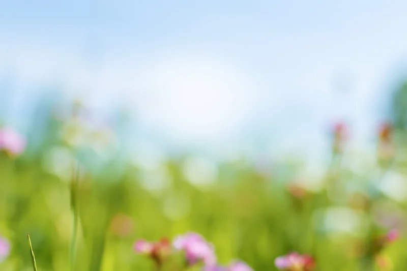 Soft blurred meadow with green grass and pink flowers under blue sky