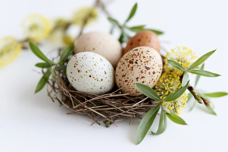 Speckled white and brown eggs nestled in a twig nest with spring blossoms and green leaves on a white background