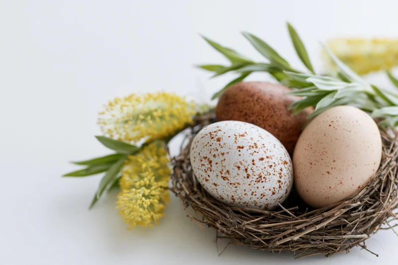 Speckled and brown eggs in a twig nest with yellow catkins and green foliage on a white surface