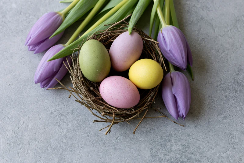 Dyed easter eggs in a twig nest surrounded by purple tulips on a gray surface