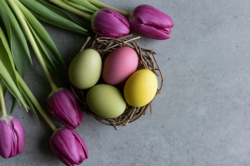Dyed easter eggs in a twig nest beside purple tulips on a gray surface