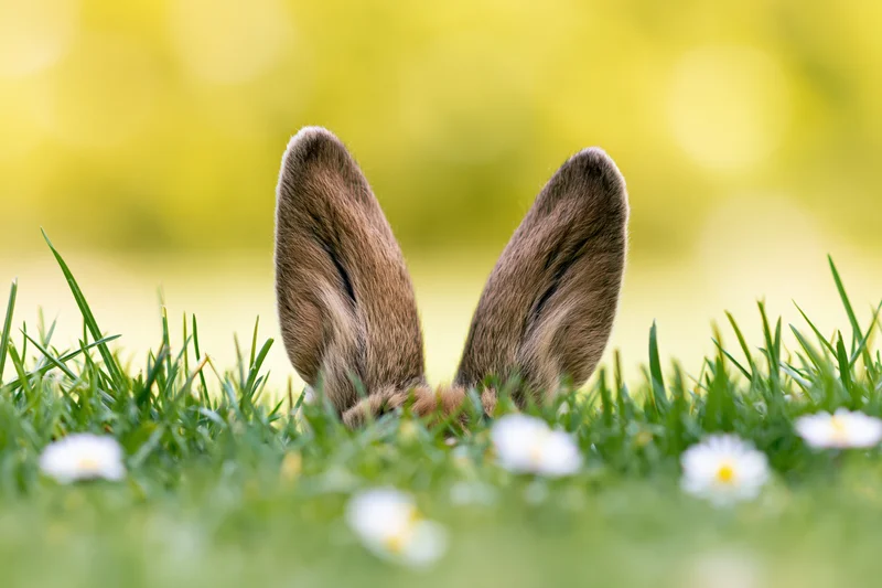 Rabbit ears peeking above green grass with daisies in a spring meadow