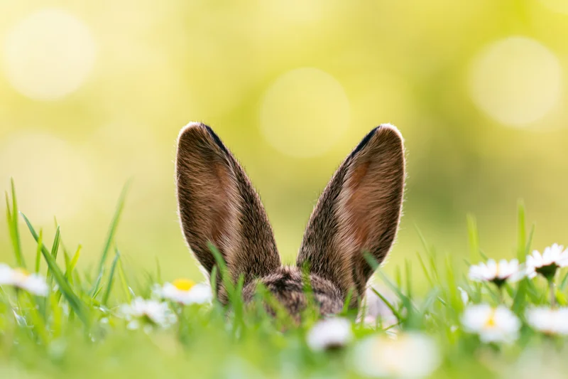 Rabbit ears peeking above green grass with daisies in a spring meadow