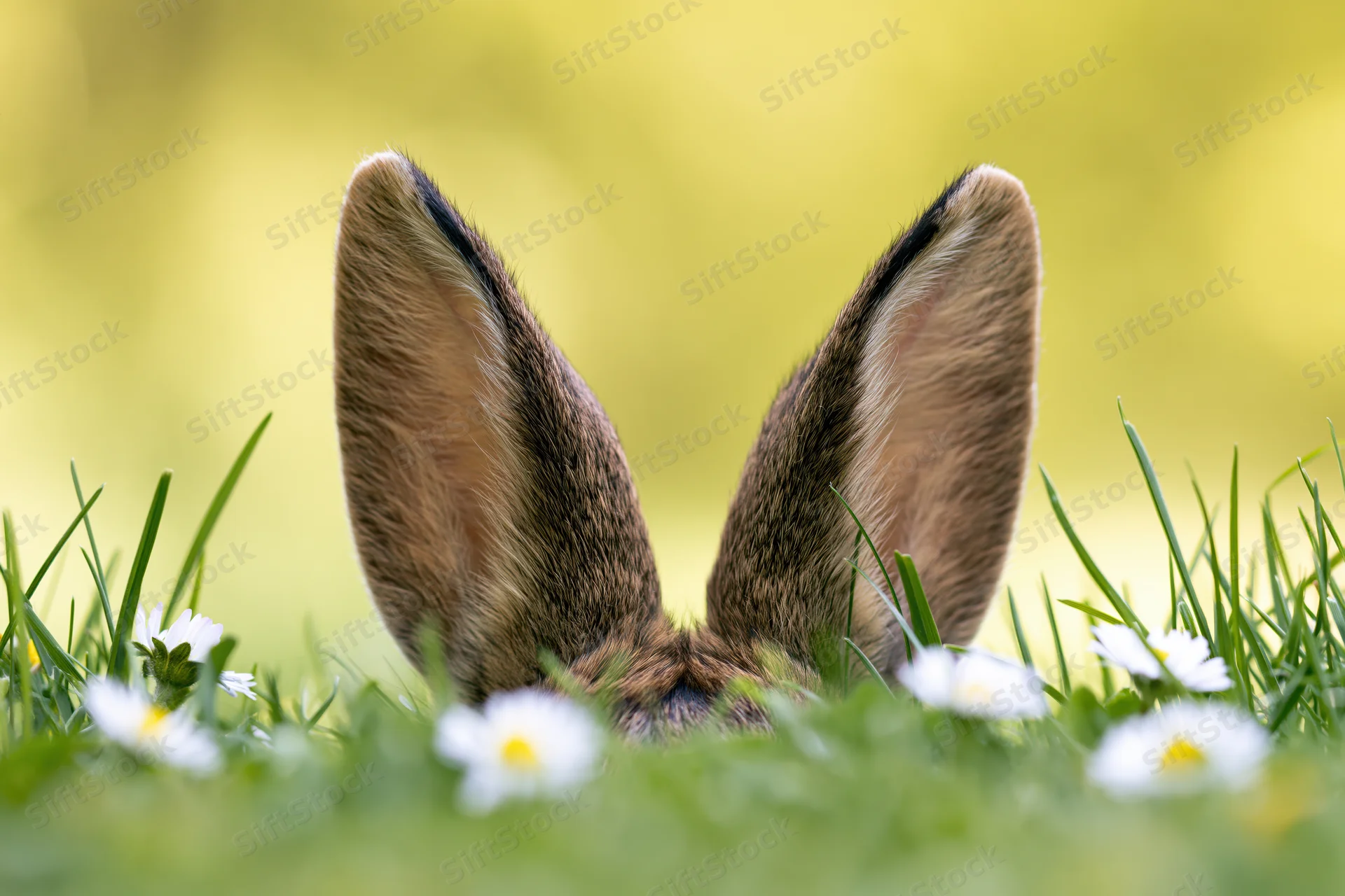 Rabbit ears peeking above green grass with white daisies in spring meadow