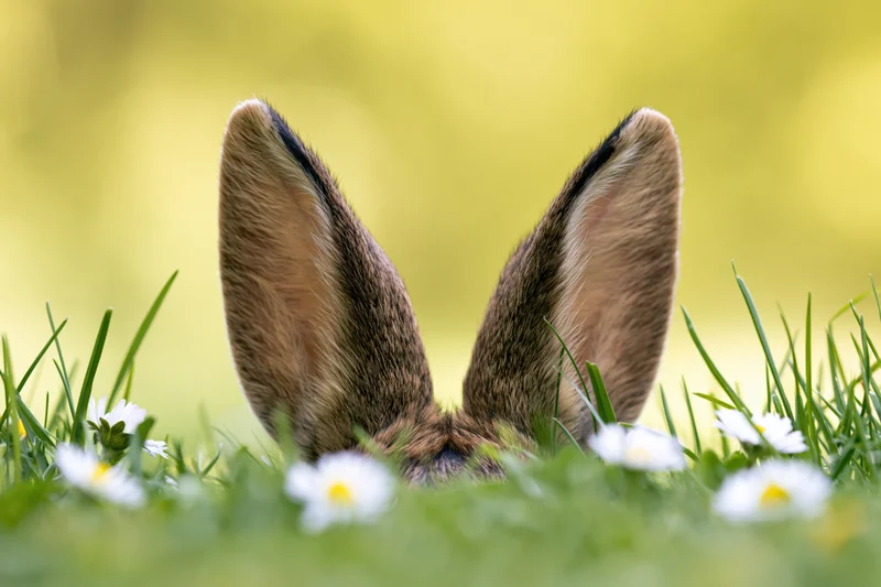 Rabbit ears peeking above green grass with white daisies in spring meadow