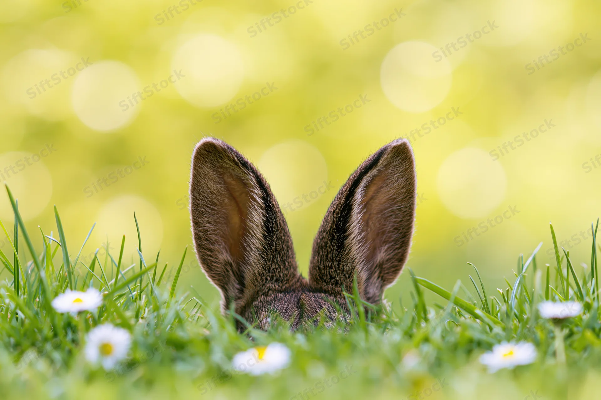 Rabbit ears peeking above lush green grass with white daisies and blurred yellow bokeh background