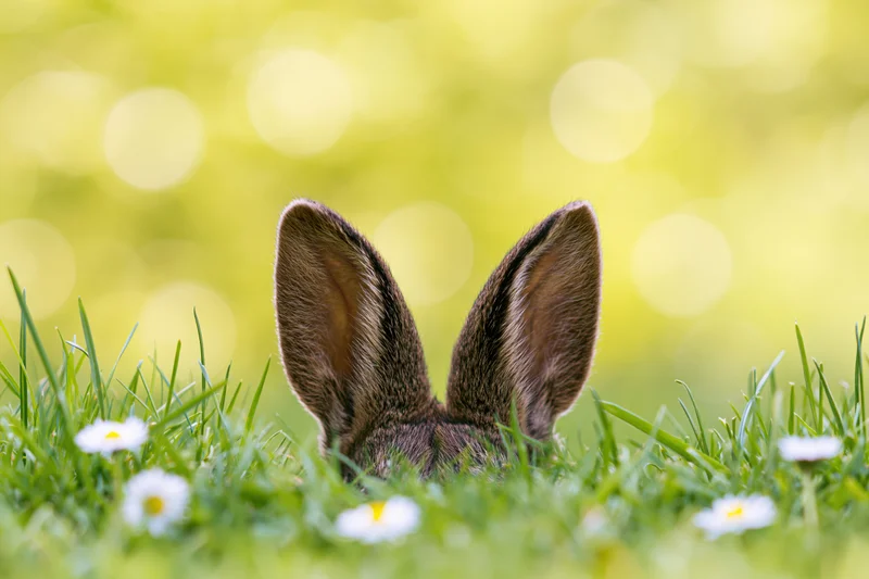 Rabbit ears peeking above lush green grass with white daisies and blurred yellow bokeh background