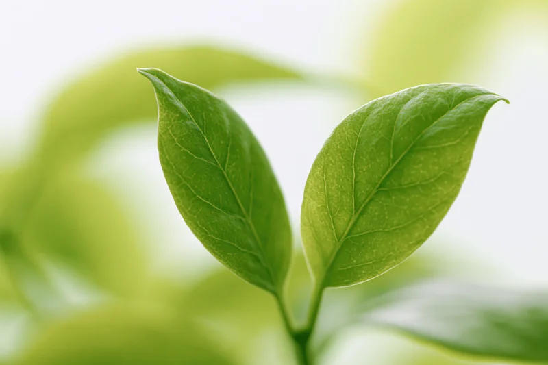 Two small green leaves with visible veining in sharp focus against a blurred green background
