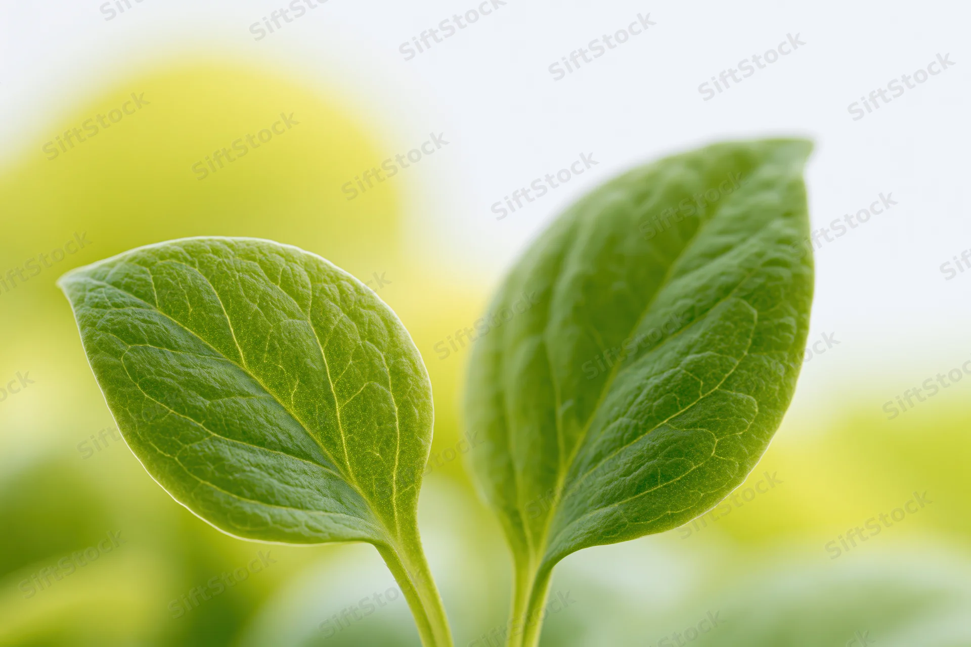 Two small green leaves with visible veining in sharp focus against a blurred natural background