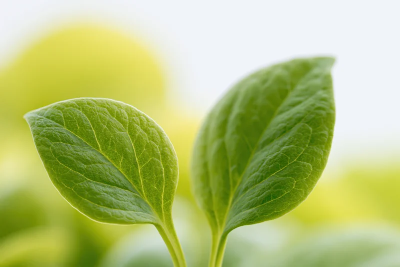 Two small green leaves with visible veining in sharp focus against a blurred natural background