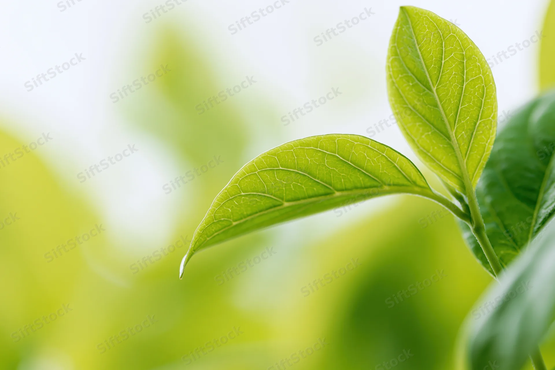 Two small green leaves with visible veining in sharp focus against a blurred natural background