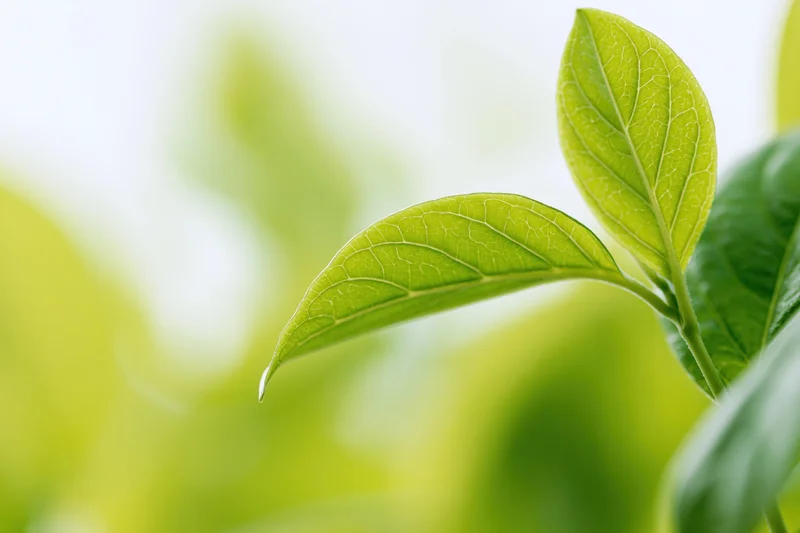 Two small green leaves with visible veining in sharp focus against a blurred natural background