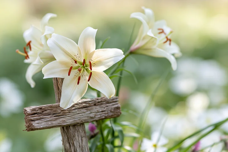 White lilies blooming beside a rustic wooden cross in a garden