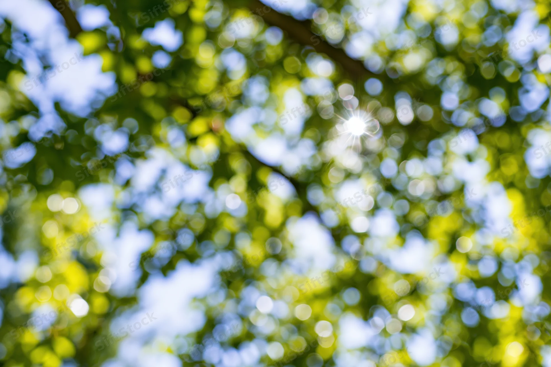 Sunlight filtering through leafy tree canopy in a park