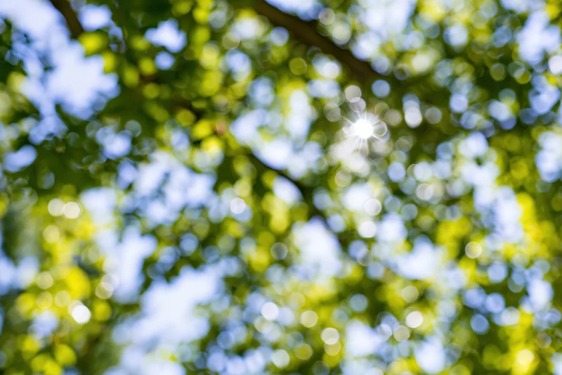 Sunlight filtering through leafy tree canopy in a park