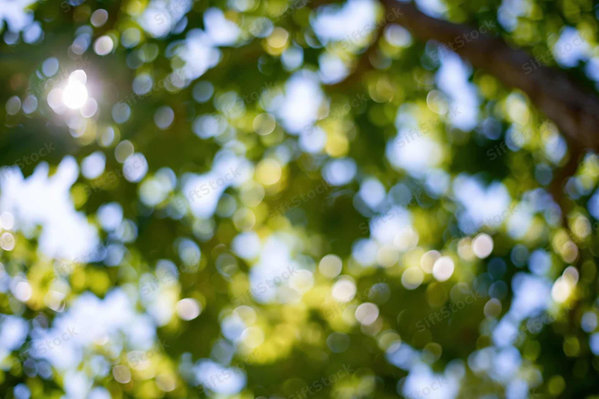 Upward view through leafy tree canopy in a park with sunlight filtering through green leaves