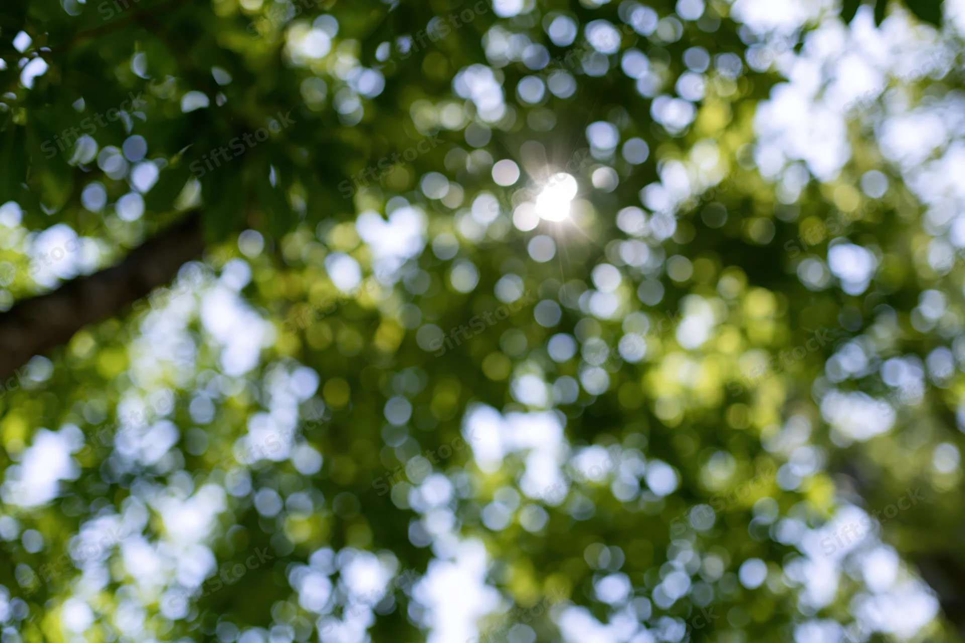 Sunlight filtering through leafy tree canopy in a park