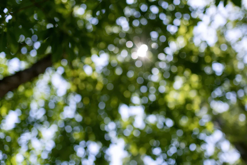 Sunlight filtering through leafy tree canopy in a park
