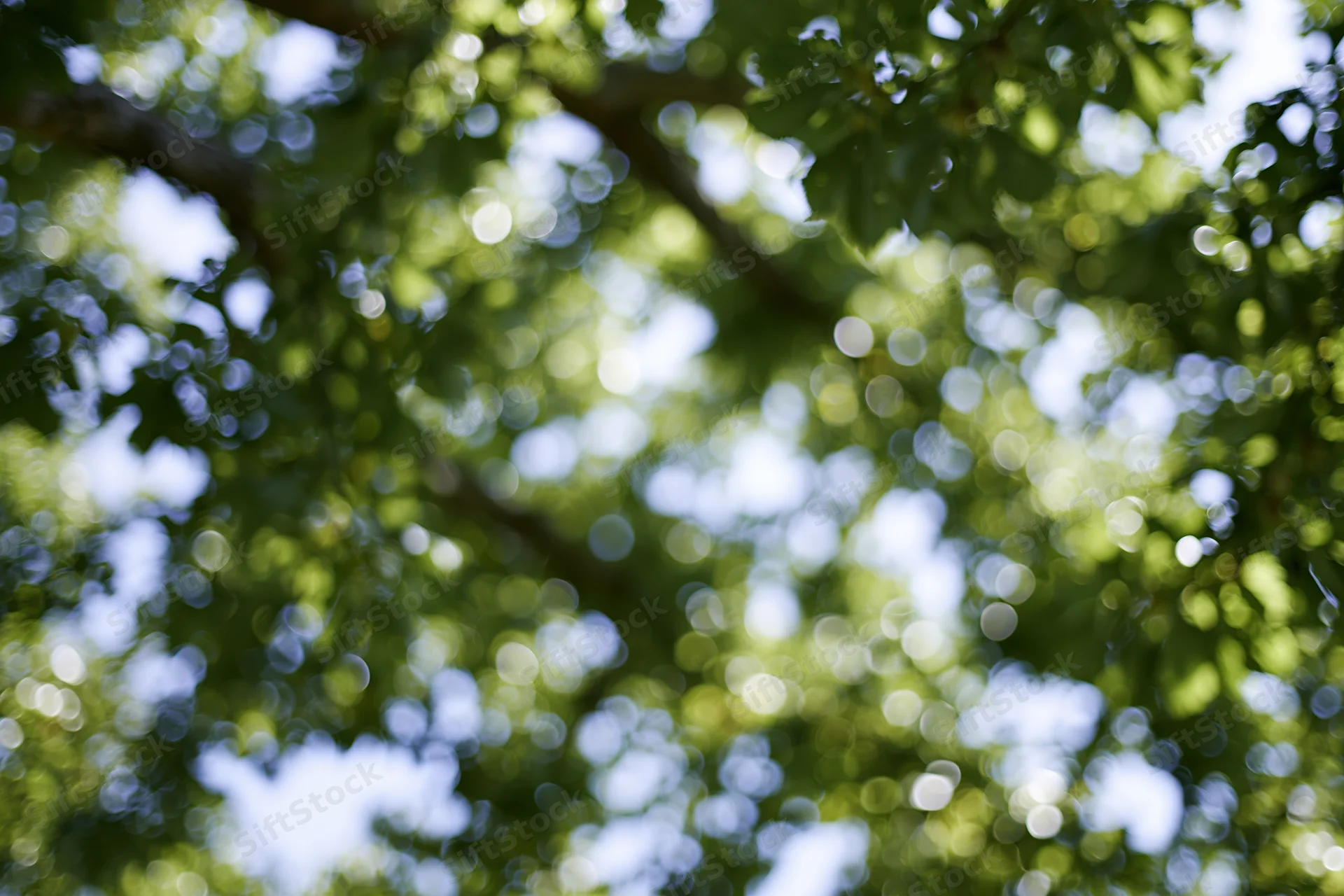 Upward view through leafy tree canopy in a park with dappled sunlight and soft focus bokeh effect