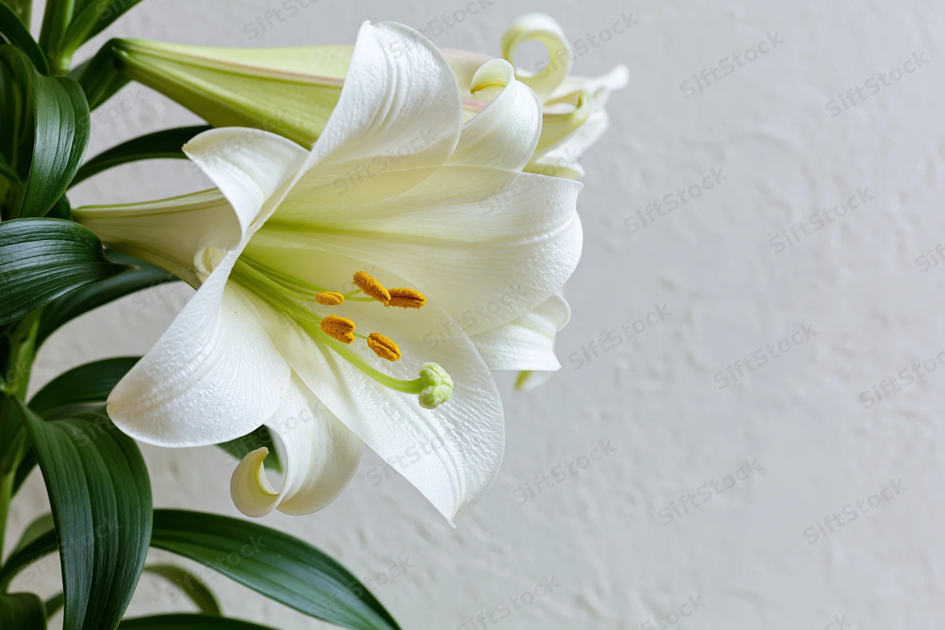 White lily in partial bloom with green leaves against a textured white wall