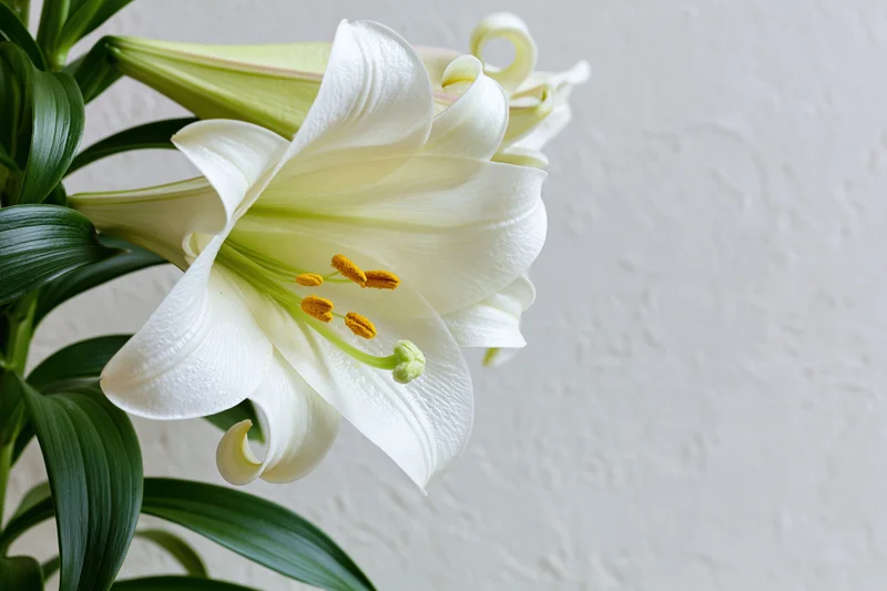 White lily in partial bloom with green leaves against a textured white wall
