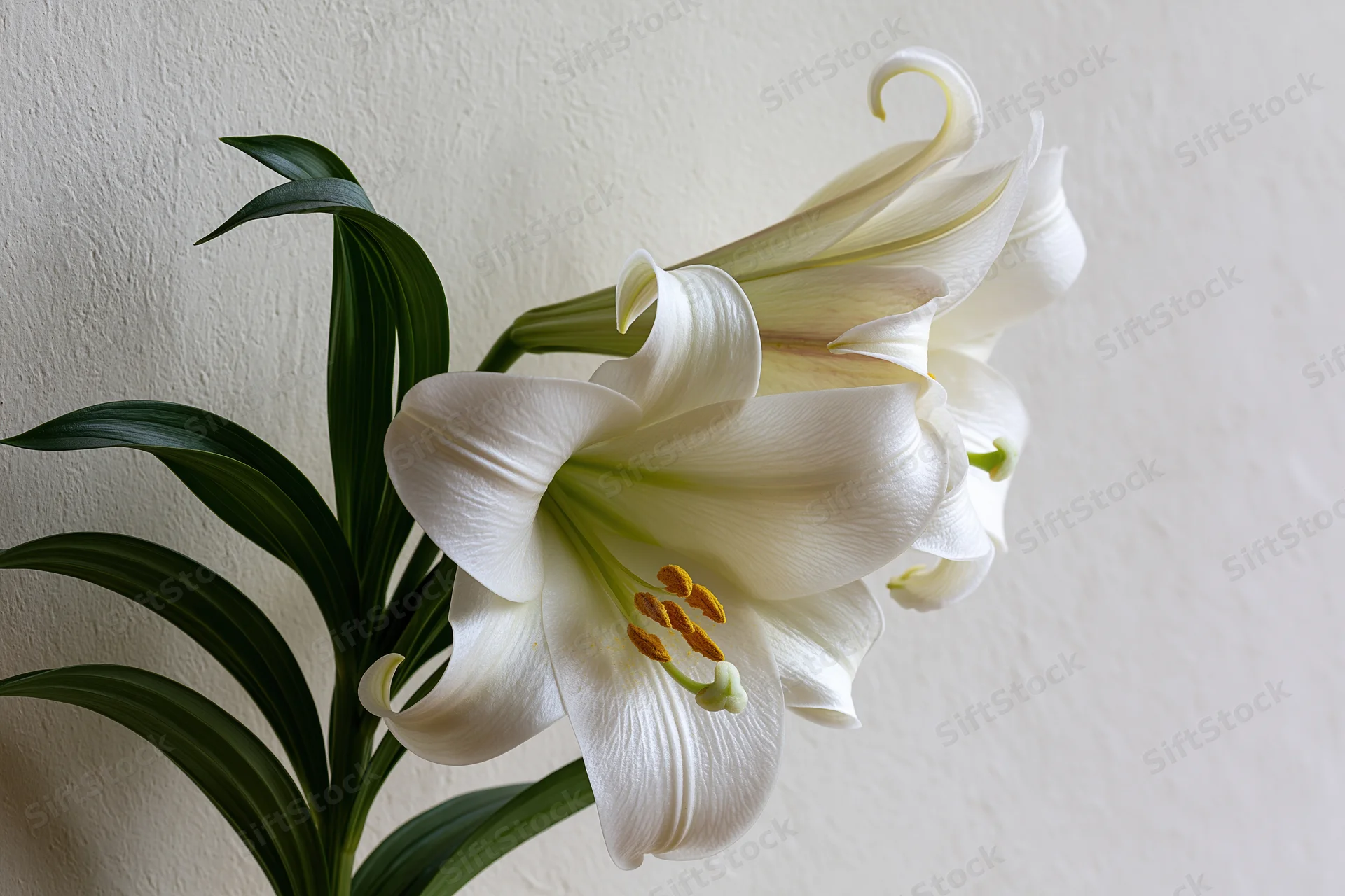 White lily in partial bloom with one flower fully open against a plain wall