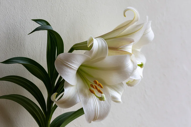 White lily in partial bloom with one flower fully open against a plain wall
