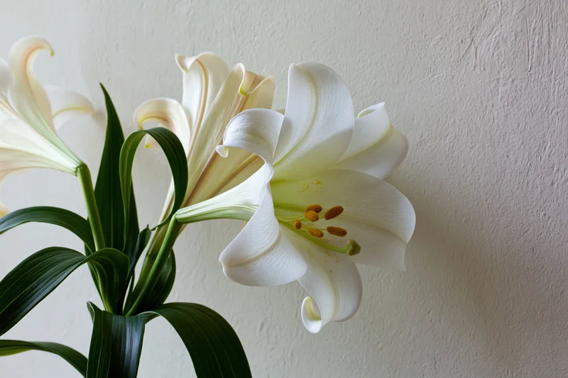 White lilies in partial bloom with one fully open against a plain wall