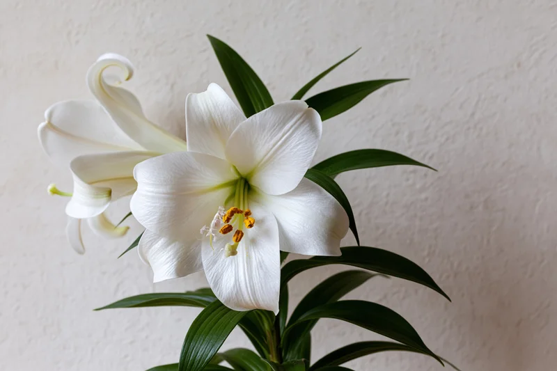 White lily in partial bloom with one flower fully open against a plain wall