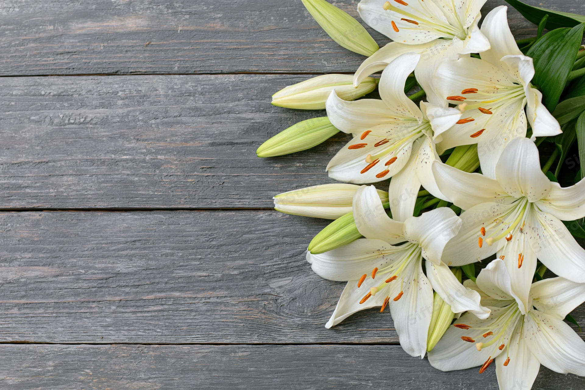 White lilies with open blooms and closed buds arranged on a gray wooden surface