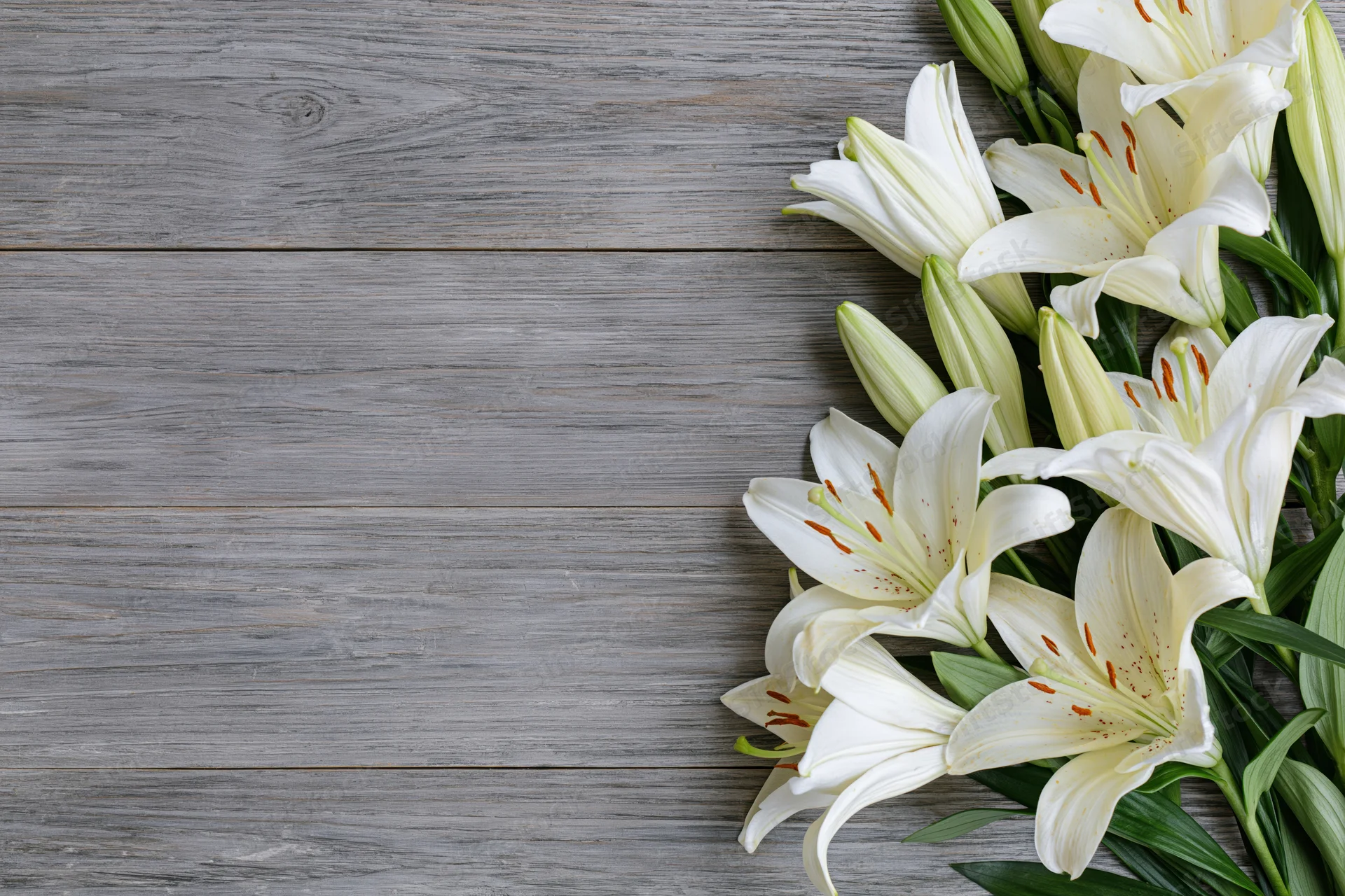 White lilies with open blooms and closed buds arranged on a gray wooden surface