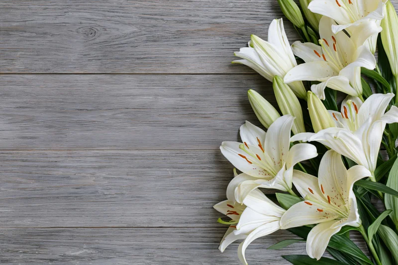 White lilies with open blooms and closed buds arranged on a gray wooden surface