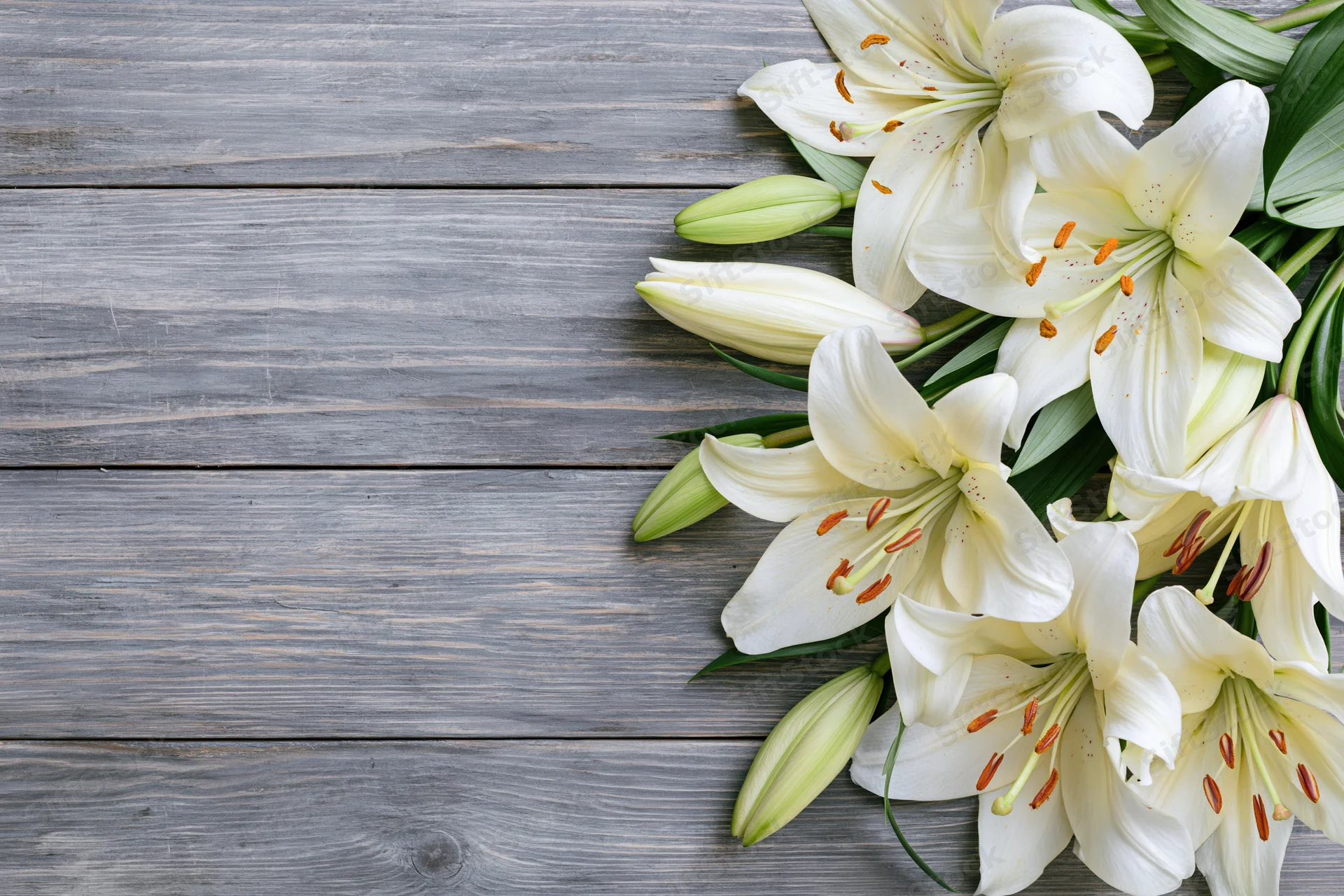 White lilies with open blooms and closed buds arranged on a gray wooden surface