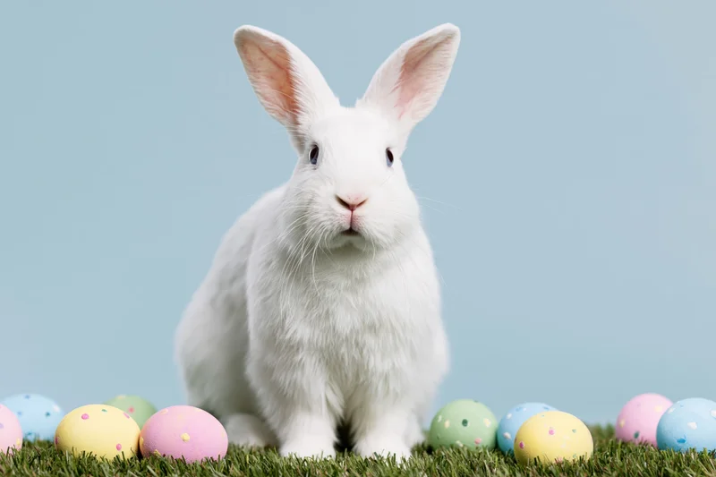 White domestic rabbit sitting upright on green grass surrounded by colorful decorated Easter eggs