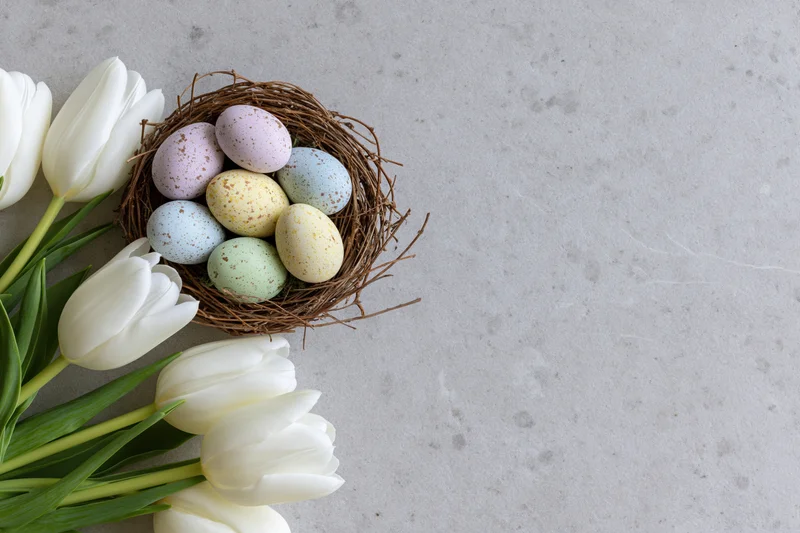White tulips with green stems arranged beside a nest of pastel speckled eggs on a gray concrete surface