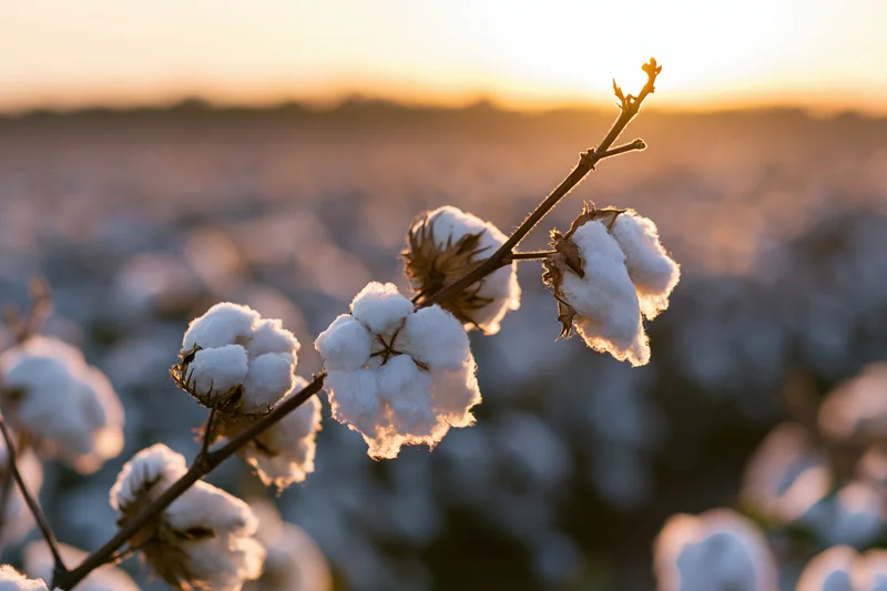 Cotton plant branch with open bolls in full bloom in a field at sunset