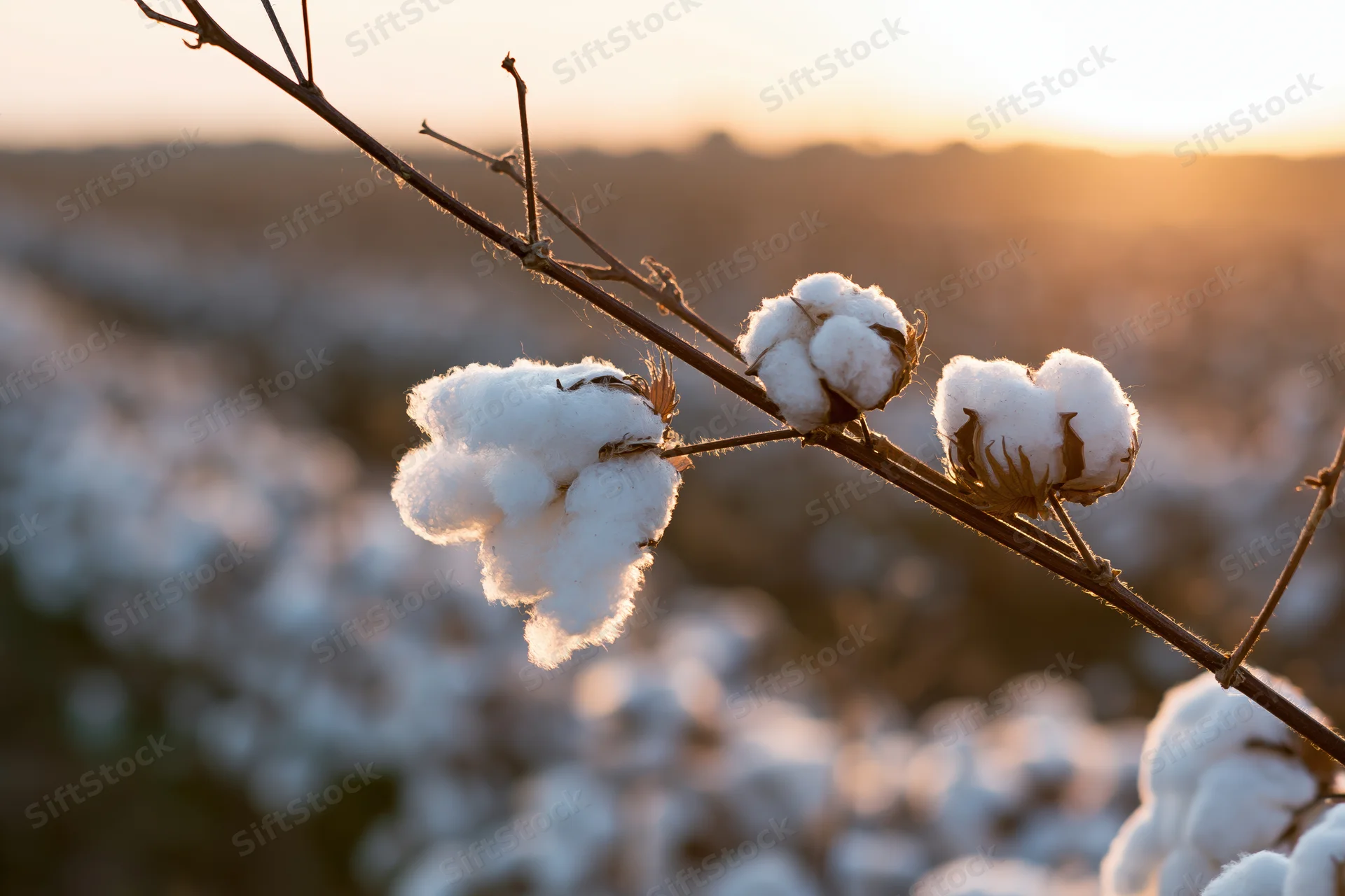 Cotton bolls in full bloom on a branch in a field at sunset
