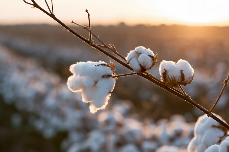 Cotton bolls in full bloom on a branch in a field at sunset