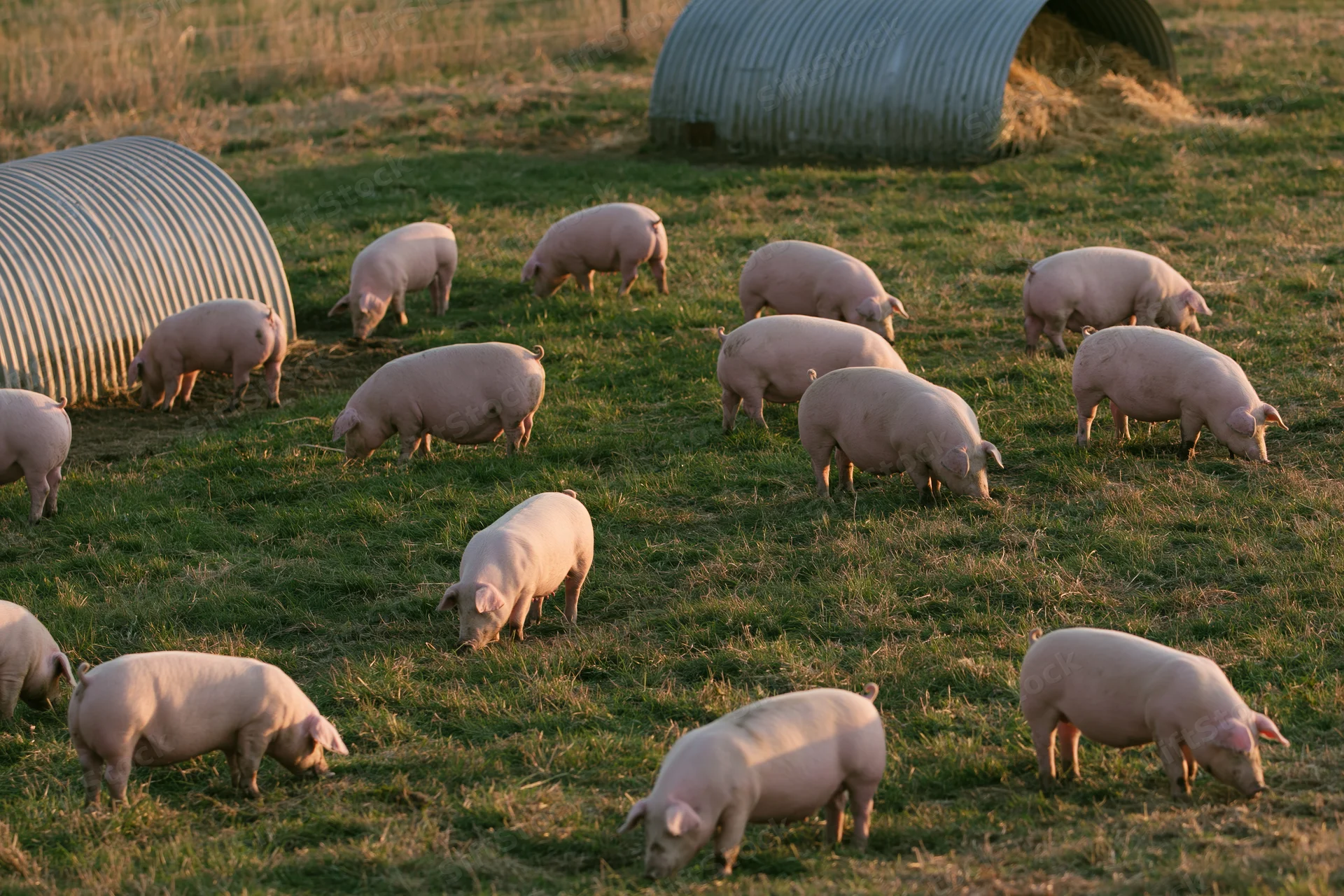 Pink pigs grazing and rooting across a green pasture with corrugated metal shelters in the background