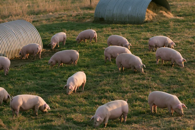 Pink pigs grazing and rooting across a green pasture with corrugated metal shelters in the background