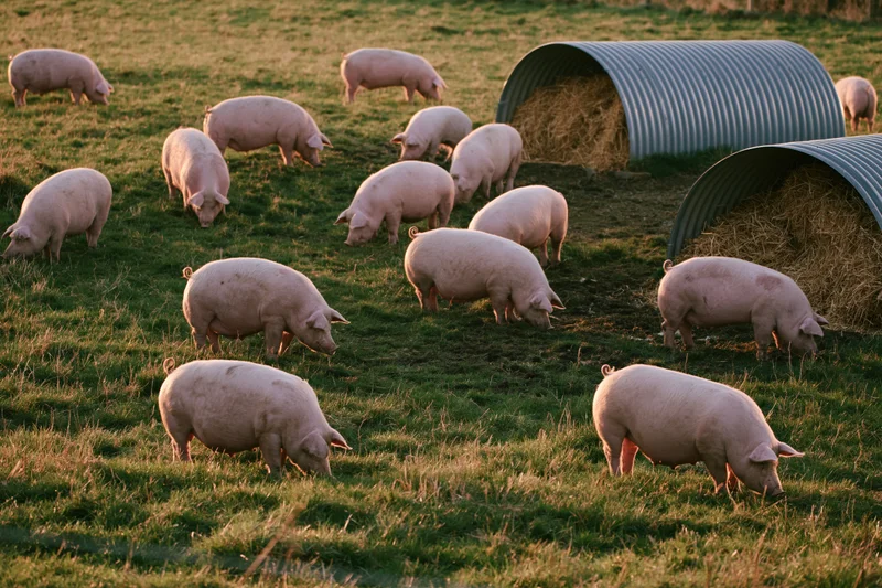 Pink pigs grazing and rooting in a green pasture near corrugated metal shelters