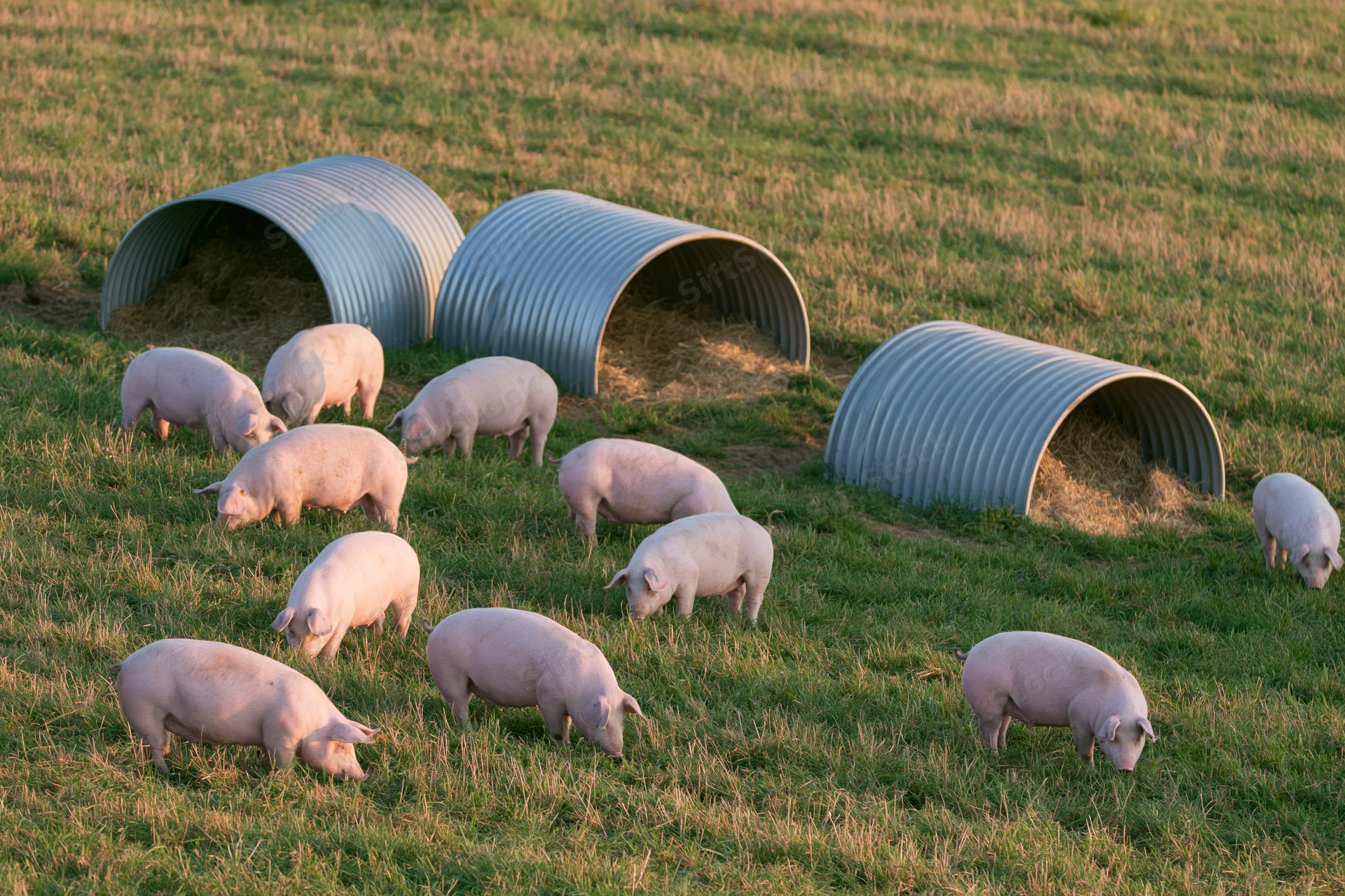 Pink pigs grazing and rooting across an open green pasture with corrugated metal shelters filled with hay